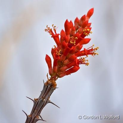 Cactus Bloom_72971.jpg - Photographed in the Bosque del Apache National Wildlife Refuge near San Antonio, New Mexico USA. 